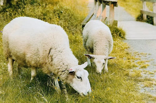 The Many Advantages of Sustainable Wool Clothing